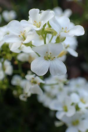 Arabis vochinensis \ Wocheiner G�nsekresse / Compact Rock-Cress, D Botan. Gar.  Universit.  Heidelberg 21.4.2016