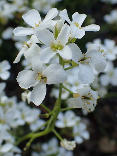 Arabis vochinensis \ Wocheiner G�nsekresse / Compact Rock-Cress, D Botan. Gar.  Universit.  Heidelberg 21.4.2016