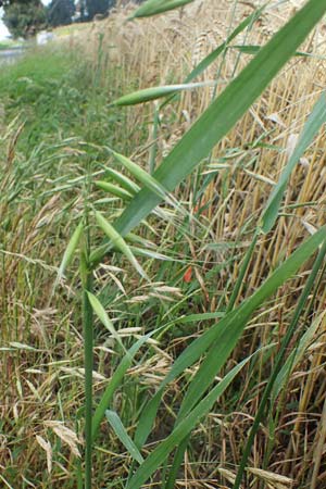 Avena hybrida \ Kurzhaar-Hafer / Short-Haired Oat, D Aachen-Orsbach 10.8.2021