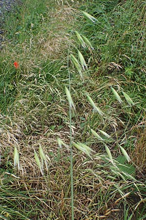 Avena hybrida \ Kurzhaar-Hafer / Short-Haired Oat, D Aachen-Orsbach 10.8.2021