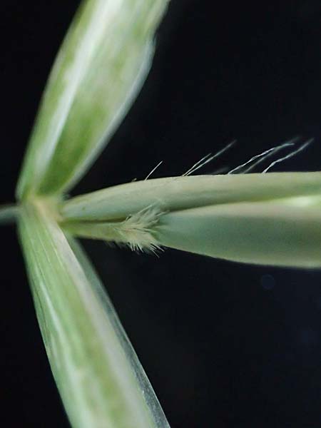 Avena hybrida \ Kurzhaar-Hafer / Short-Haired Oat, D Aachen-Orsbach 18.8.2021