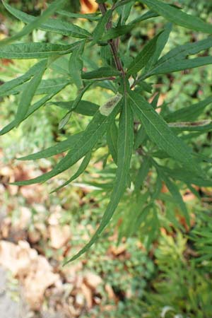 Artemisia verlotiorum \ Ostasiatischer Beifu�, Kamtschatka-Beifu� / Chinese Mugwort, D Heidelberg 23.10.2021