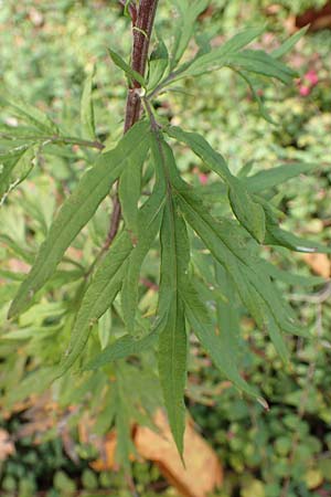 Artemisia verlotiorum \ Ostasiatischer Beifu�, Kamtschatka-Beifu� / Chinese Mugwort, D Heidelberg 23.10.2021