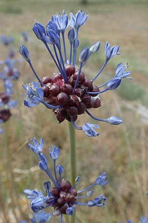 Allium vineale, Wild Onion