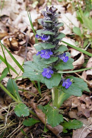 Ajuga x hybrida, Hybrid Bugle