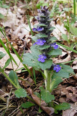 Ajuga x hybrida \ G�nsel-Hybride / Hybrid Bugle, D Schwetzingen 29.4.2015