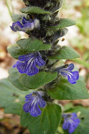 Ajuga x hybrida \ G�nsel-Hybride / Hybrid Bugle, D Schwetzingen 29.4.2015