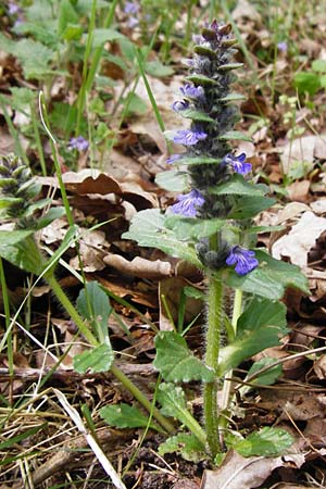 Ajuga x hybrida \ G�nsel-Hybride / Hybrid Bugle, D Schwetzingen 29.4.2015