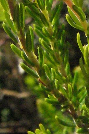 Erica spiculifolia \ �hren-Heide / Spike Heath, D Botan. Gar.  Universit.  Mainz 4.8.2007