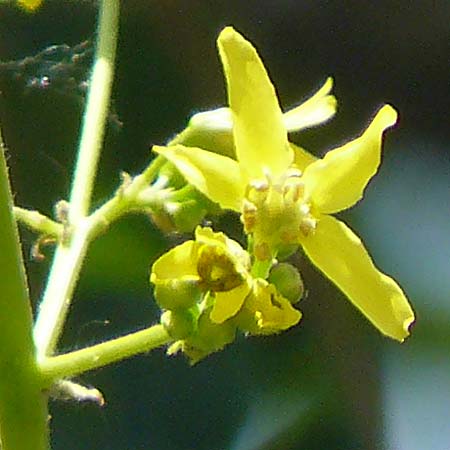 Koelreuteria paniculata \ Rispiger Blasenbaum, Blasen-Esche / Golden Rain Tree, D Mannheim 7.6.2015