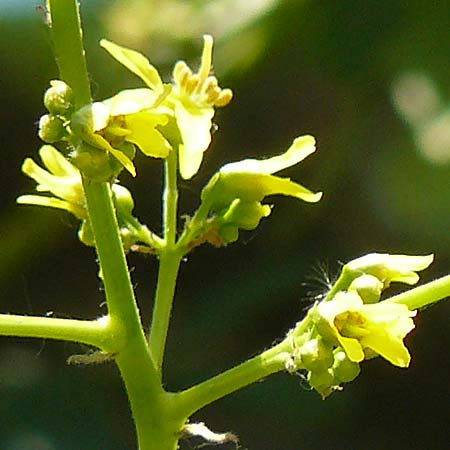 Koelreuteria paniculata \ Rispiger Blasenbaum, Blasen-Esche / Golden Rain Tree, D Mannheim 7.6.2015