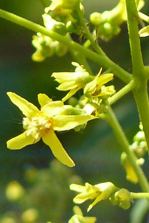 Koelreuteria paniculata \ Rispiger Blasenbaum, Blasen-Esche / Golden Rain Tree, D Mannheim 7.6.2015