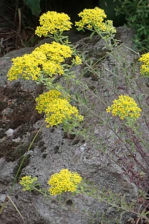 Alyssum murale \ Mauer-Steinkraut, D Th&uuml;ringen, Kyffh&auml;userdenkmal 8.6.2022