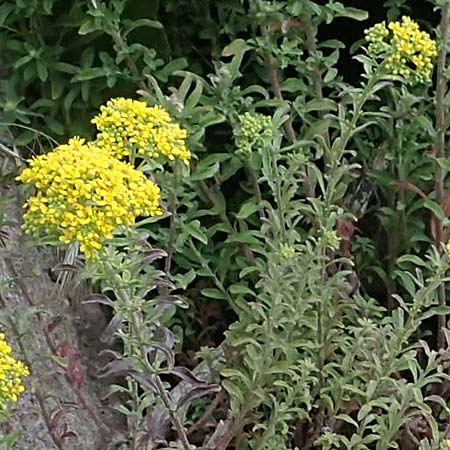 Alyssum murale \ Mauer-Steinkraut, D Th&uuml;ringen, Kyffh&auml;userdenkmal 8.6.2022