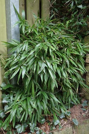 Sasamorpha borealis \ Nordischer Zwerg-Bambus / Boreal Bamboo, D Heidelberg 22.9.2017