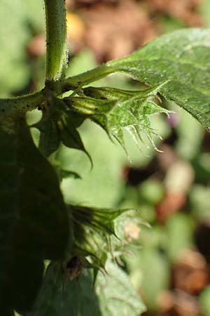 Ballota nigra subsp. nigra \ Echte Schwarznessel, Langz�hnige Schwarznessel / Black Horehound, D Berlin-Charlottenburg 30.10.2017