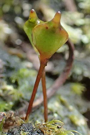 Buxbaumia aphylla \ Blattloses Kobold-Moos / Bug-on-a-Stick Moss, D Schriesheim 17.2.2018