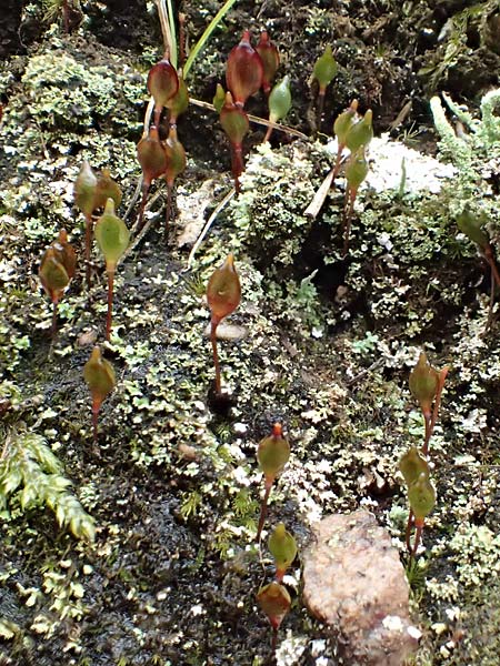 Buxbaumia aphylla \ Blattloses Kobold-Moos / Bug-on-a-Stick Moss, D Schriesheim 17.2.2018