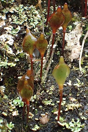 Buxbaumia aphylla \ Blattloses Kobold-Moos / Bug-on-a-Stick Moss, D Schriesheim 17.2.2018