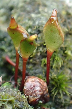 Buxbaumia aphylla \ Blattloses Kobold-Moos / Bug-on-a-Stick Moss, D Schriesheim 17.2.2018