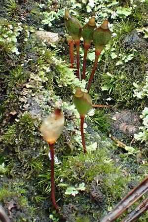 Buxbaumia aphylla \ Blattloses Kobold-Moos / Bug-on-a-Stick Moss, D Schriesheim 17.2.2018