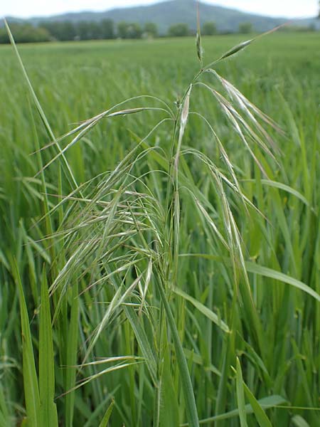 Bromus sterilis \ Taube Trespe / Poverty Brome, D Alsbach-H&auml;hnlein 28.4.2018