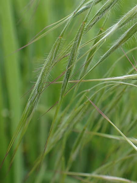 Bromus sterilis \ Taube Trespe / Poverty Brome, D Alsbach-H&auml;hnlein 28.4.2018