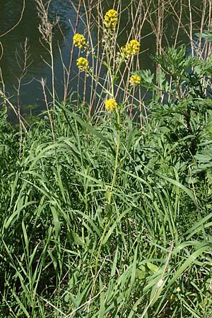 Barbarea arcuata \ Bogenfr�chtiges Barbarakraut, D Frankfurt-Nied 7.5.2018