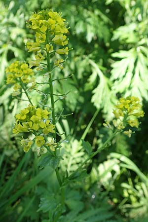 Barbarea arcuata \ Bogenfr�chtiges Barbarakraut, D Frankfurt-Nied 7.5.2018