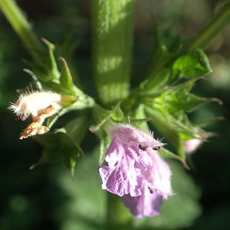 Ballota nigra subsp. nigra \ Echte Schwarznessel, Langz�hnige Schwarznessel / Black Horehound, D Brandenburg, Havelaue-Strodehne 18.9.2020