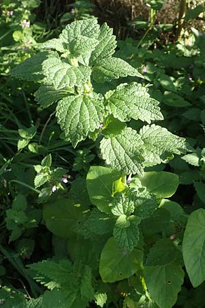 Ballota nigra subsp. nigra \ Echte Schwarznessel, Langz�hnige Schwarznessel / Black Horehound, D Brandenburg, Havelaue-Strodehne 18.9.2020