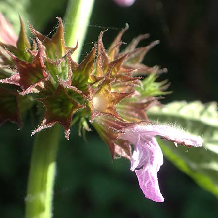 Ballota nigra subsp. nigra \ Echte Schwarznessel, Langz�hnige Schwarznessel / Black Horehound, D Brandenburg, Havelaue-Strodehne 18.9.2020
