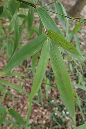 Phyllostachys bambusoides \ Gro�er Holz-Bambus, D Mannheim 17.2.2022