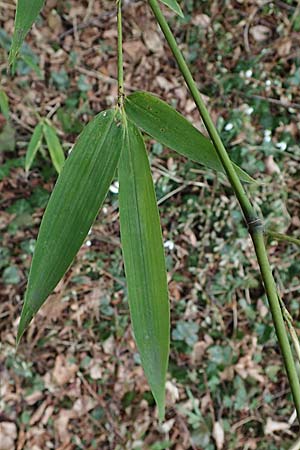Phyllostachys bambusoides \ Gro�er Holz-Bambus, D Mannheim 17.2.2022
