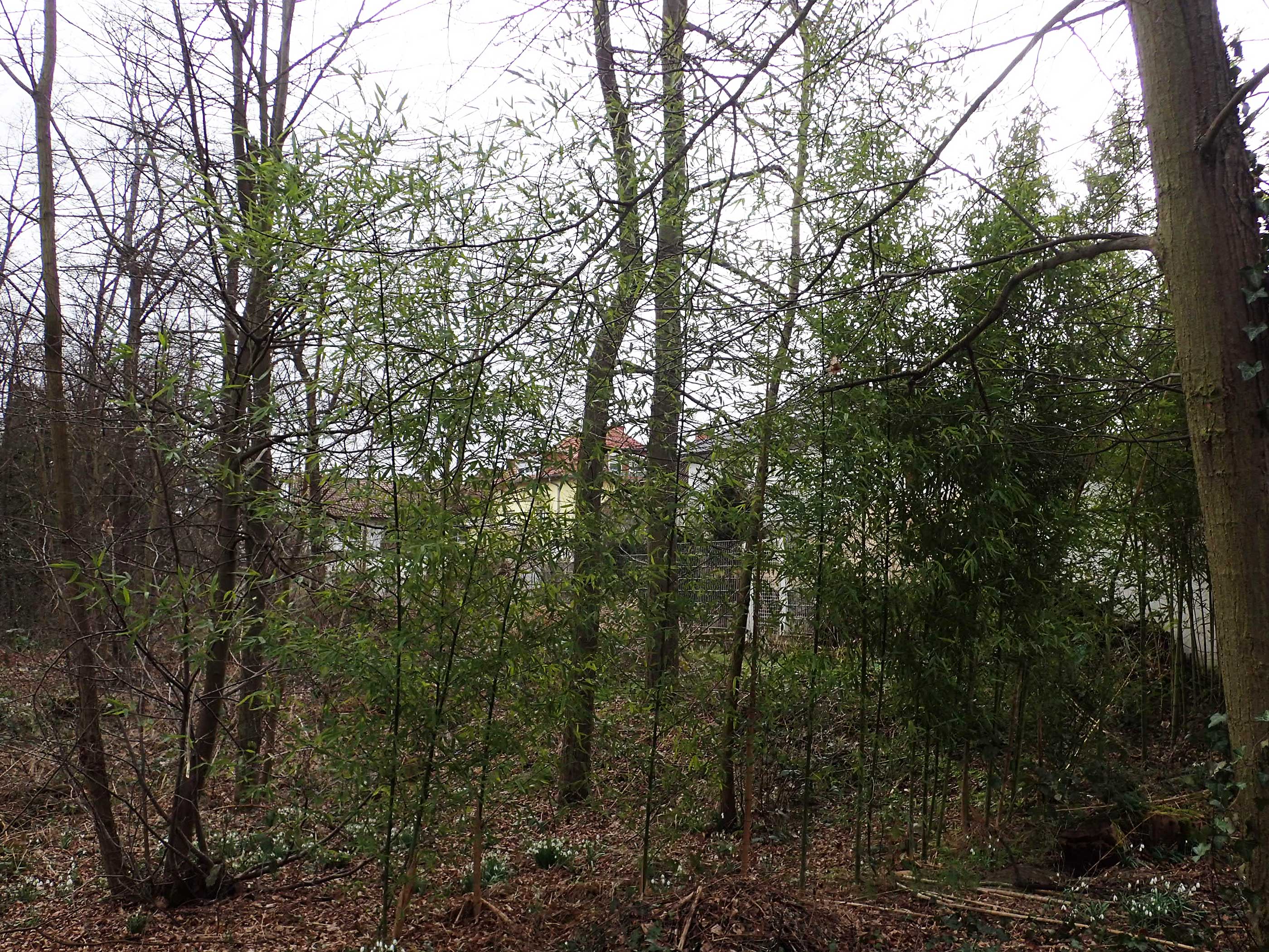 Phyllostachys bambusoides \ Gro�er Holz-Bambus, D Mannheim 21.2.2022