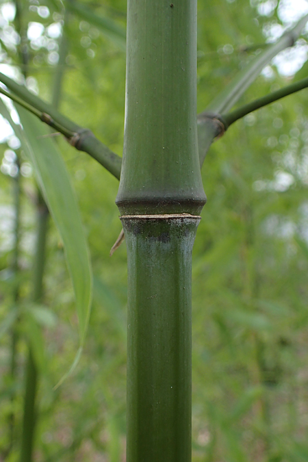 Phyllostachys bambusoides \ Gro�er Holz-Bambus, D Mannheim 21.2.2022