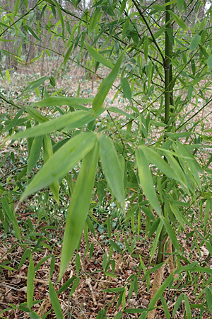 Phyllostachys bambusoides \ Gro�er Holz-Bambus, D Mannheim 21.2.2022
