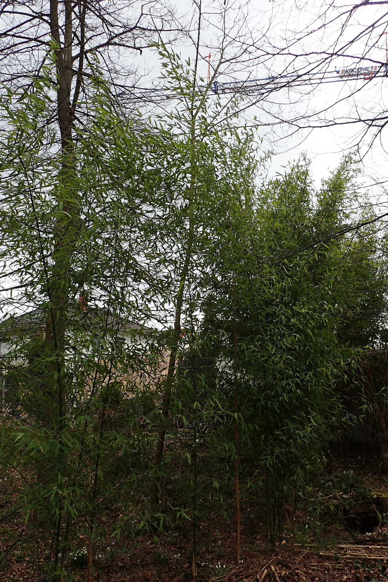 Phyllostachys bambusoides \ Gro�er Holz-Bambus, D Mannheim 21.2.2022