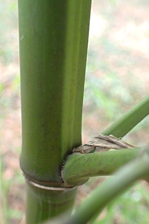 Phyllostachys bambusoides \ Gro�er Holz-Bambus, D Mannheim 21.2.2022