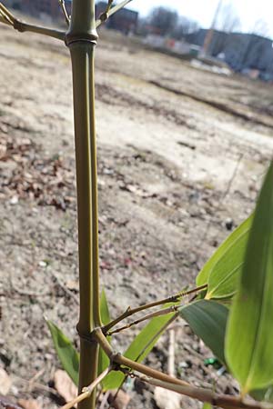Phyllostachys bambusoides \ Gro�er Holz-Bambus, D Bochum 12.3.2022