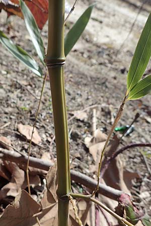 Phyllostachys bambusoides \ Gro�er Holz-Bambus, D Bochum 12.3.2022