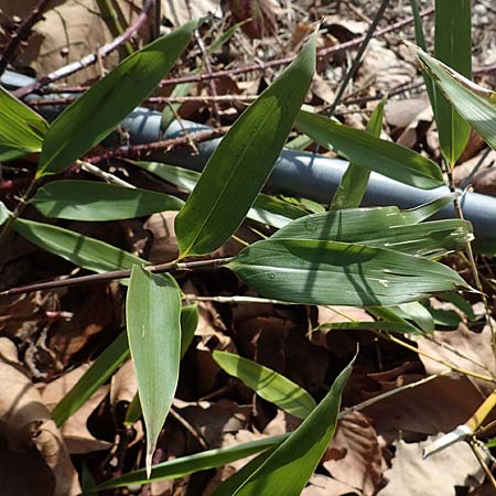 Phyllostachys bambusoides \ Gro�er Holz-Bambus, D Bochum 12.3.2022