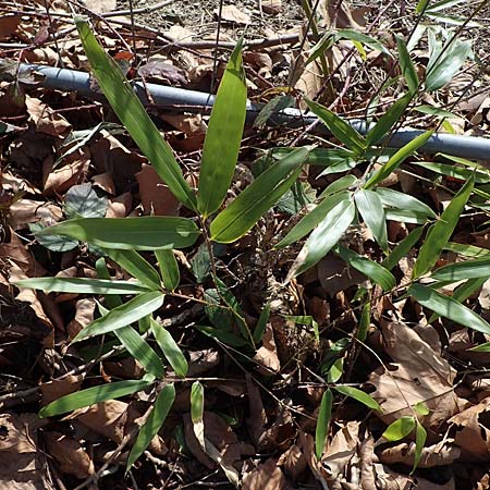 Phyllostachys bambusoides \ Gro�er Holz-Bambus, D Bochum 12.3.2022