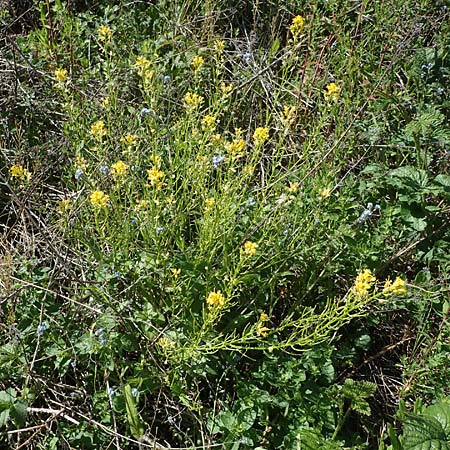 Barbarea arcuata \ Bogenfr�chtiges Barbarakraut, D Taunusstein 30.5.2023