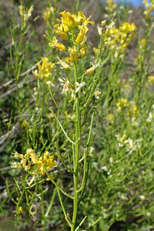 Barbarea arcuata \ Bogenfr�chtiges Barbarakraut, D Taunusstein 30.5.2023