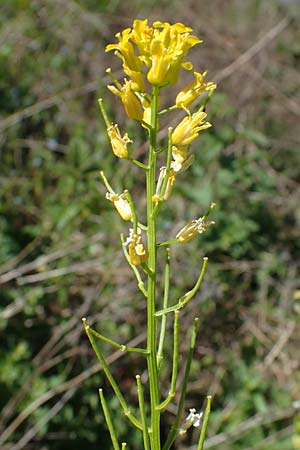 Barbarea arcuata \ Bogenfr�chtiges Barbarakraut, D Taunusstein 30.5.2023