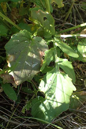 Barbarea arcuata \ Bogenfr�chtiges Barbarakraut, D Taunusstein 30.5.2023