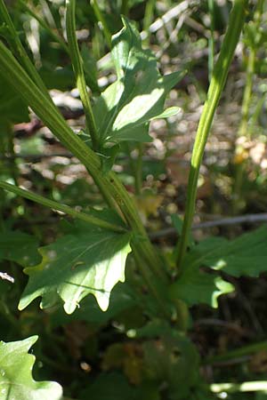 Barbarea arcuata \ Bogenfr�chtiges Barbarakraut, D Taunusstein 30.5.2023