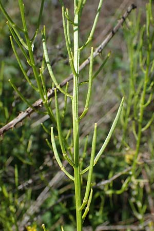 Barbarea arcuata \ Bogenfr�chtiges Barbarakraut, D Taunusstein 30.5.2023