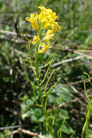 Barbarea arcuata \ Bogenfr�chtiges Barbarakraut, D Taunusstein 30.5.2023